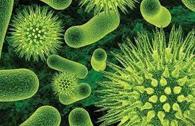 پاورپوینت در مورد باکتری چیست