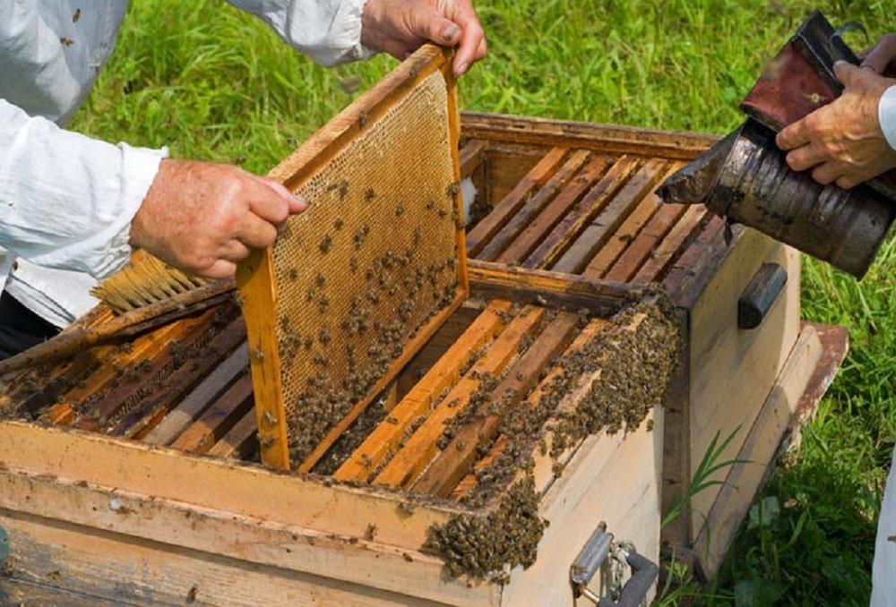 پاورپوینت در مورد پرورش و نگهداری زنبور عسل