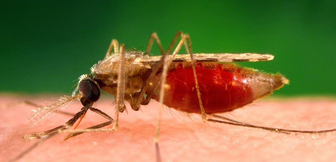 پاورپوینت درباره مالاريا