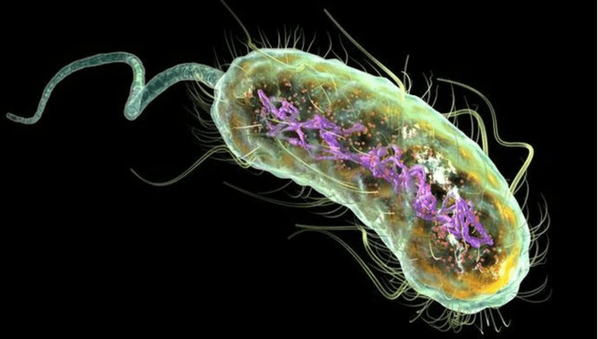 تحقیق بررسی اشریشیا کولی ( Escherichia coli )