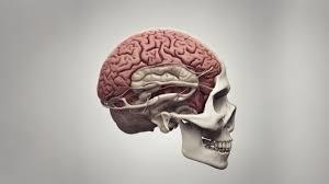 آناتومی کامل مغز