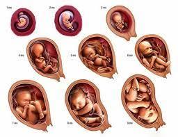 اسلاید آموزشی با عنوان مراحل رشد جنین در رحم مادر