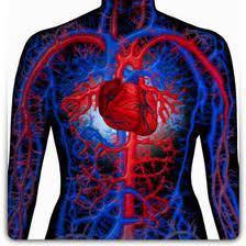 تحقیق مدل جریان خون در سیستم شریانی