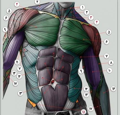  آناتومی عضلات قدامی فوقانی PPT