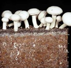 پاورپوینت درباره پرورش قارچ خوراكي