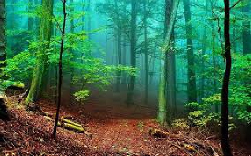  تحقیق درباره محیط زیست (جنگل)