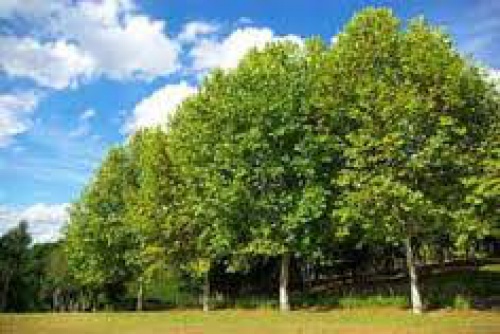  تحقیق درباره دلایل تضعيف درختان چنار خيابان وليعصر