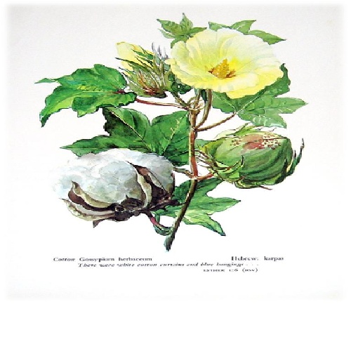  گیاهشناسی پنبه (طلای سفید)  Cotton ( پاورپوینت 43 اسلاید)