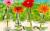  دانلود پاورپوینت مروری بر جنبه های مختلف  کشت هیدروپونیک در گل ژربرا