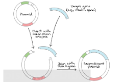 پاورپوینت فرایند کلن کردن ژن - کلونینگ - سلول های تراریخت