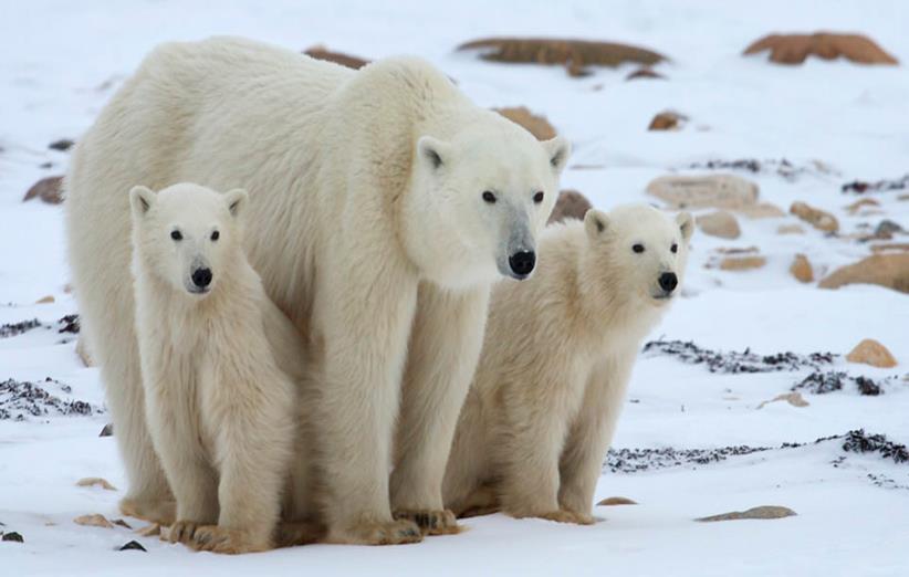 پاورپوینت در مورد خرس قطبی
