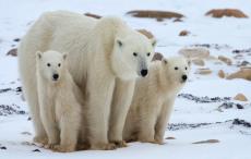 پاورپوینت در مورد خرس قطبی