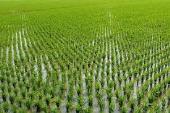 تحقیق در مورد تکنولوژی برنج - نگاهی به صنعت شالی کوبی کشور