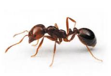 پاورپویینت درمورد زندگی مورچه ها