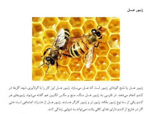  زندگی زنبور عسل  فرمت ورد تعداد4صفحه