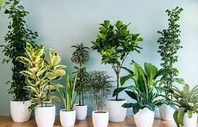 اسلاید آموزشی با عنوان گیاهان زینتی