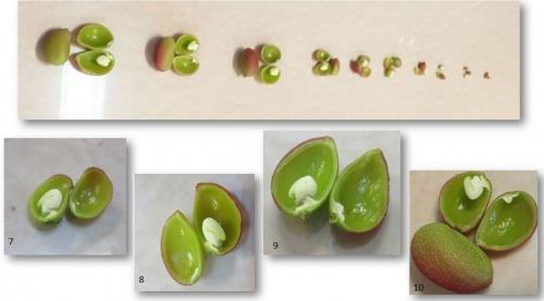  پاورپوینت بررسی مراحل تشکیل گل و میوه پسته 19 اسلاید