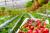  کلیات طرح کشت و پرورش هیدروپونیک توت فرنگی