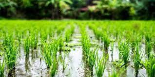اسلاید آموزشی با عنوان مدیریت تلفیقی علفهای هرز در مزارع برنج