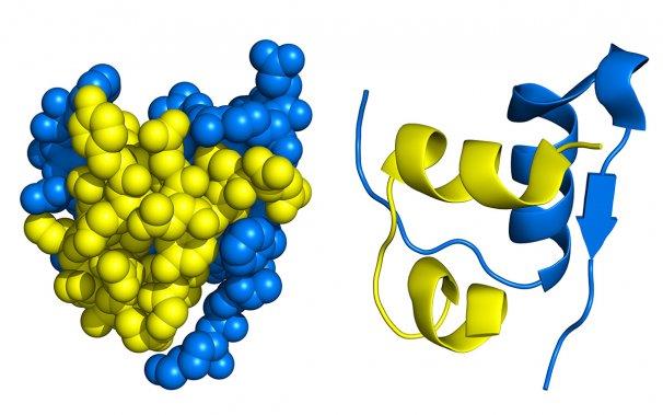 پیش بینی ساختار دوم پروتئین