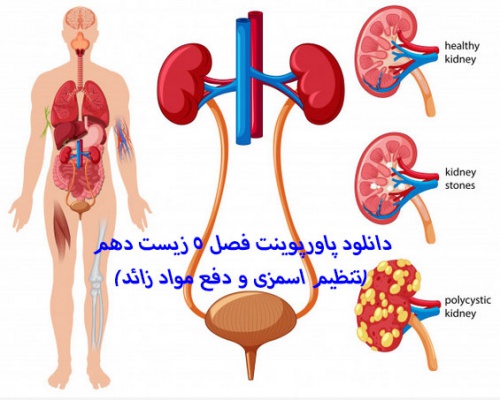 دانلود پاورپوینت فصل 5 زیست دهم(تنظیم اسمزی و دفع مواد زائد)