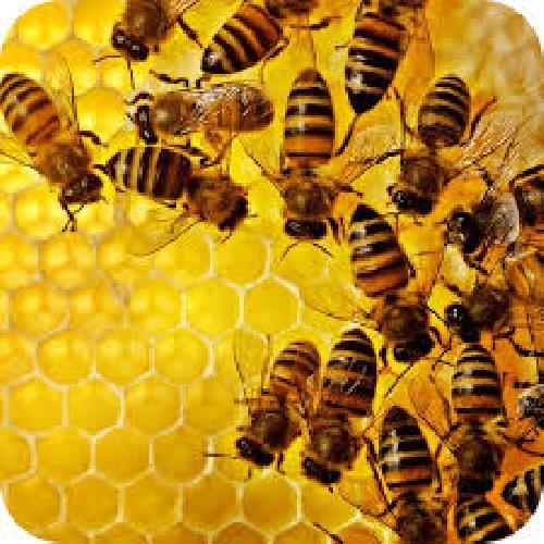 تحقیق درباره توليد مثل و تشکيلات کندوي زنبور عسل