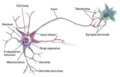  پاورپوینت کامل و جامع با عنوان بررسی یاخته عصبی یا نورون در 34 اسلاید