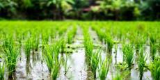 دانلود پاورپوینت مدیریت تلفیقی علفهای هرز در مزارع برنج