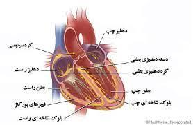 پاورپوینت انانومی فیزیولوژیک عضله قلب
