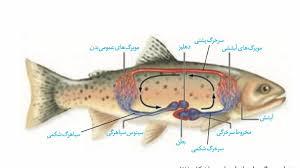 دانلود پاورپوینت ماهی شناسی عمومی