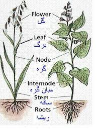 پاورپوینت درمورد گیاه,ساقه و ریشه گیاهان