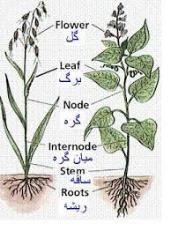 پاورپوینت درمورد گیاه,ساقه و ریشه گیاهان