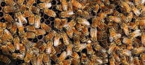 دانلود فایل مقاله ای کامل در مورد رشته  کاردانی ناپیوسته علمی-کاربردی پرورش زنبورعسل 