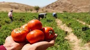 دانلود پاورپوینت گوجه فرنگی صنعتی از کاشت تا برداشت