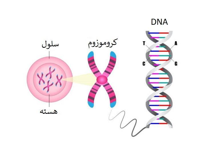 پاورپوینت ساختار کروموزوم