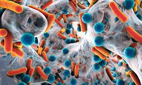 تحقیق در مورد باکتری باسیلوس آنتراسیس