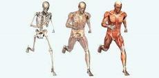 پاورپوینت تکامل سیستم اسکلتی استخوان و عضلات