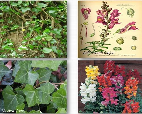 عوامل موثر بر گلدهی در گیاهان زینتی