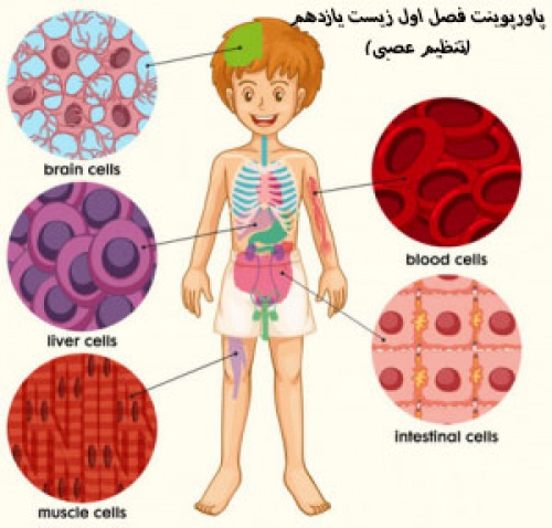 دانلود پاورپوینت فصل اول زیست یازدهم(تنظیم عصبی)