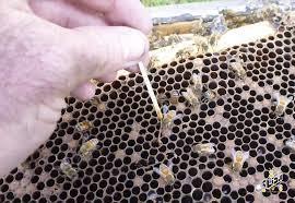 پاورپوینت آشنایی با بهداشت و بیماریهای زنبور عسل