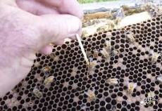 پاورپوینت آشنایی با بهداشت و بیماریهای زنبور عسل