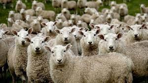 پاورپوینت رفتار شناسی گوسفند