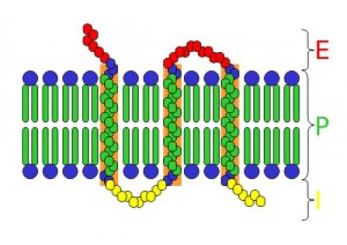  پاورپوینت کامل و جامع با عنوان بررسی گیرنده های سطح سلول در 16 اسلاید