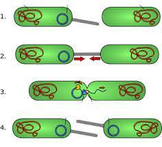 پاورپوینت روش های انتقال ژن در بین باکتری ها