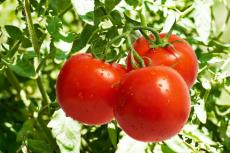پاورپوینت در مورد گوجه فرنگی