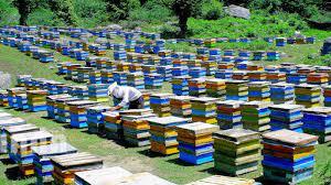 پاورپوینت زنبورداری و پرورش زنبور عسل