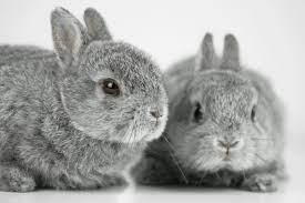 پاورپوینت فارسی دوم مدرسه خرگوش ها