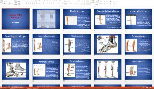  دانلود فایل پاورپوینت آموزشی و قابل ویرایش عضلات مچ پا و پا (muscles of the ankle & foot)