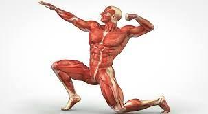 پاورپوینت جامع و کامل با عنوان حرکت شناسی عضلات بدن