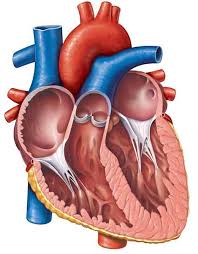 فیزیولوژی قلب و دستگاه گردش خون (ppt) 36 اسلاید